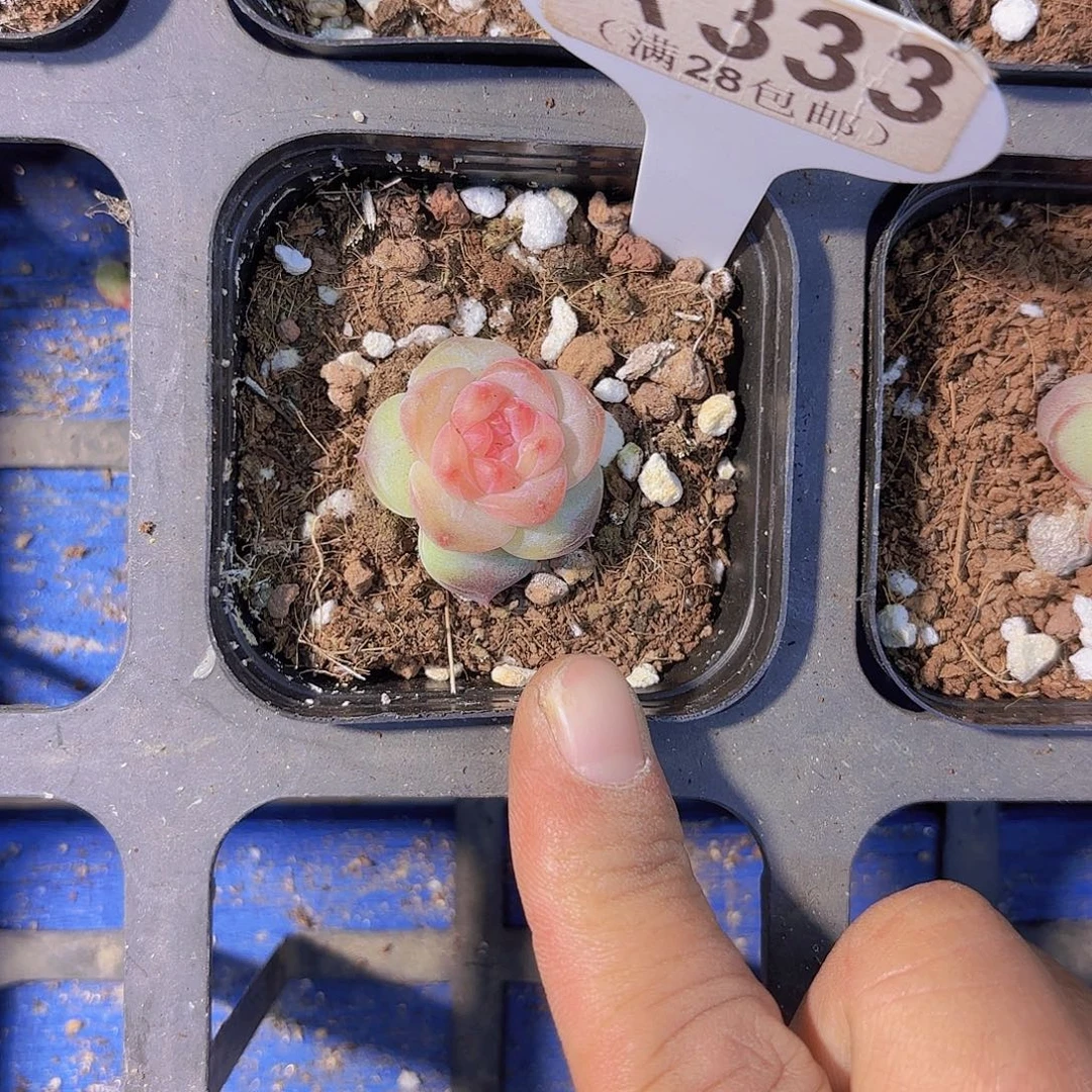 A333奶芙一物一拍