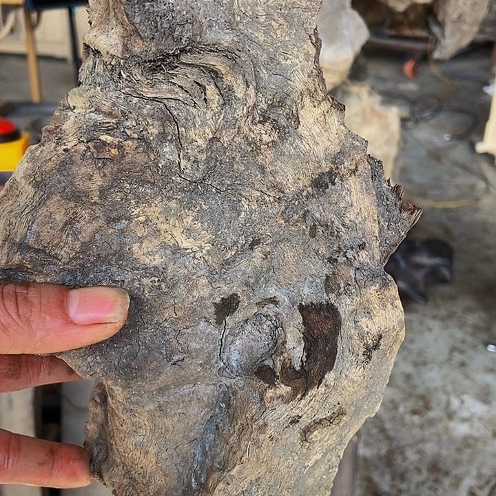 楠木（金丝楠）其他博**范金丝