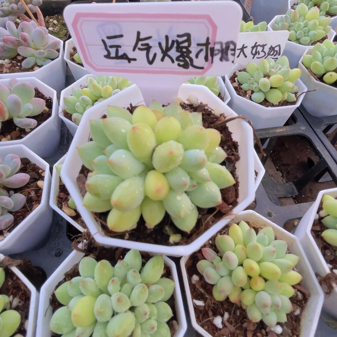 *****米啦奶多肉多肉多