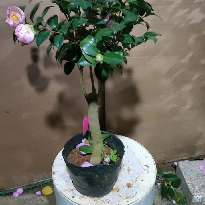 375不知名，原盆原土发货，不包邮