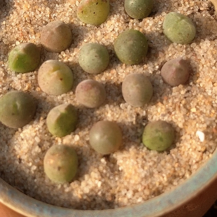 17519短耳姬空蝉一颗