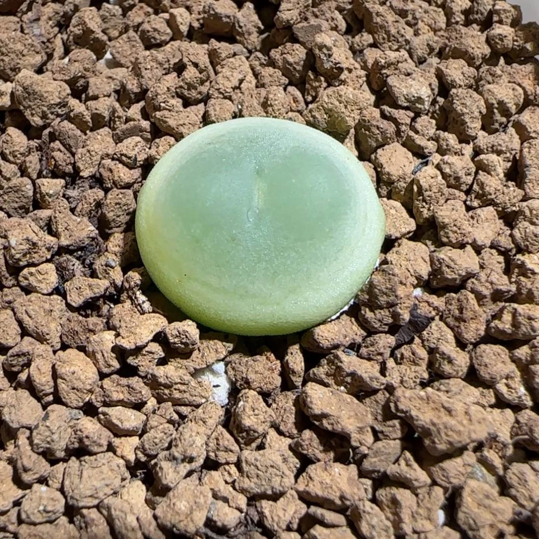 肉锥多肉植物组合-日式拉登343