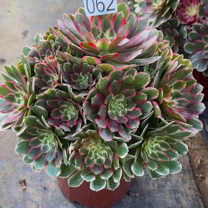 000000000062孔雀翎