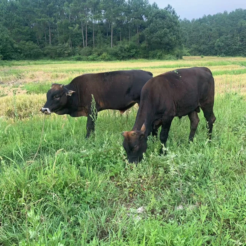 3新鲜黄牛肉农家散养土牛肉生鲜牛肉老品种黄牛肉放养牛腩