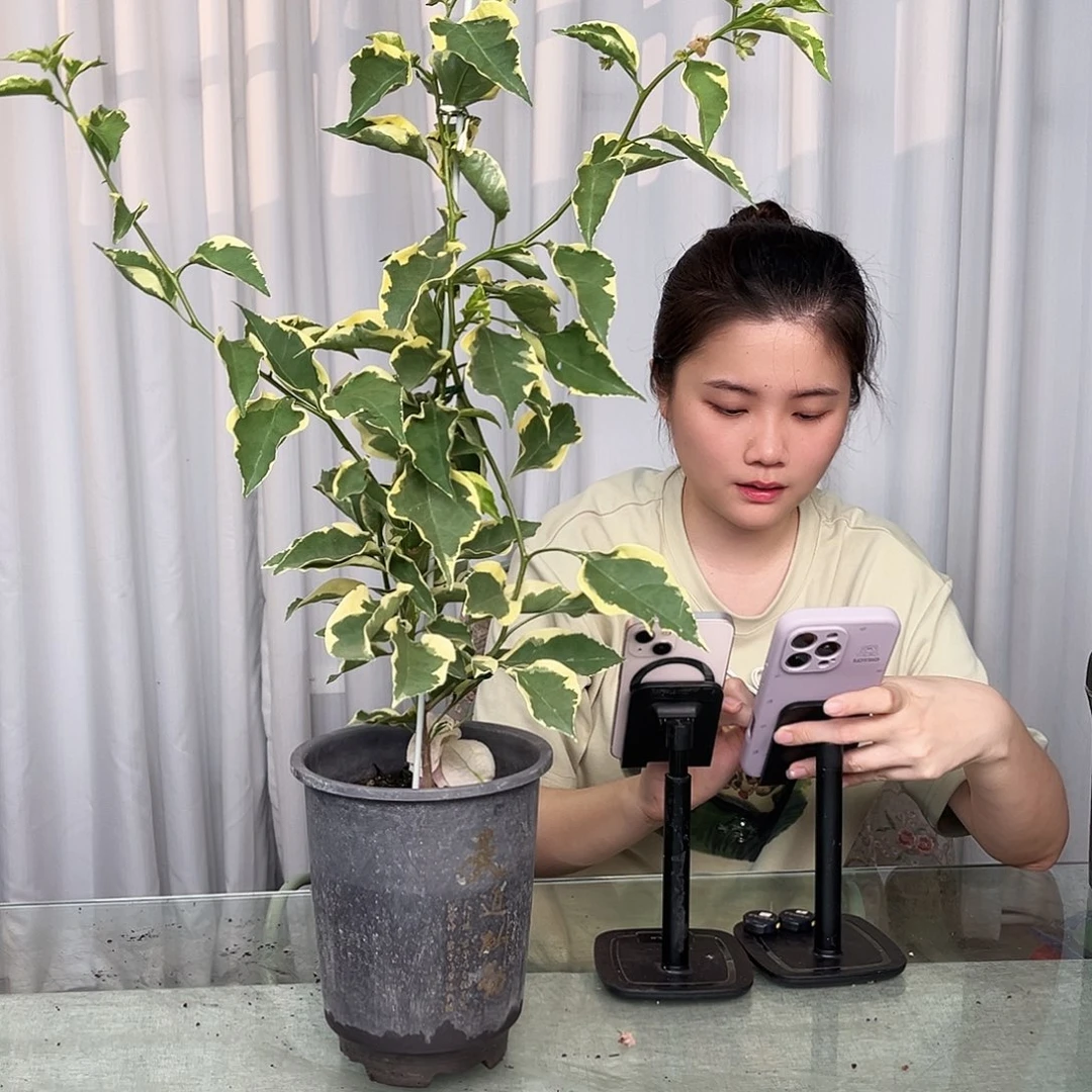 当前无花栽培后可以开花小斑叶丽人带竹一颗