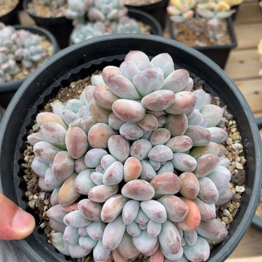 粗腿香水一物一拍不支持退换