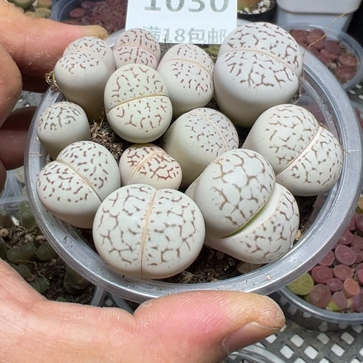 【闪购商品】 1030。