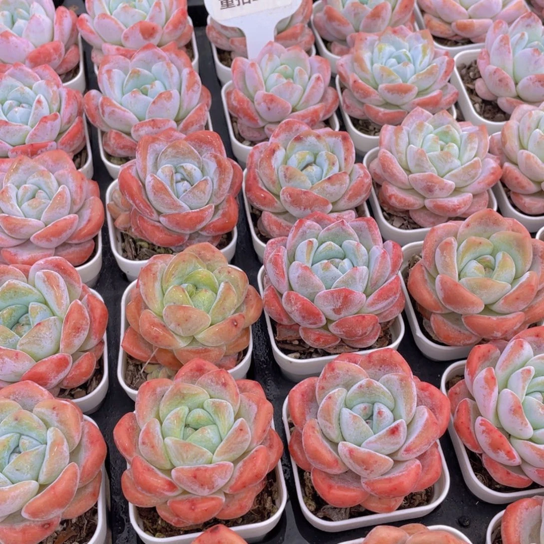 量拍27号 肥胖粉透大白兔单头2个