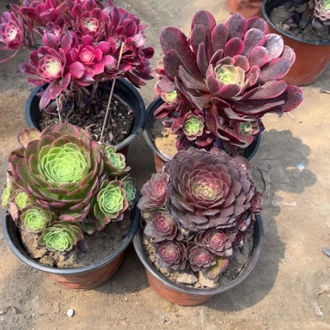 317多肉植物组合