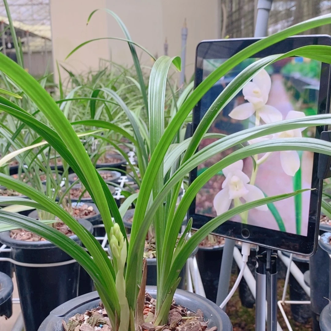 当前无花栽培后可以开花