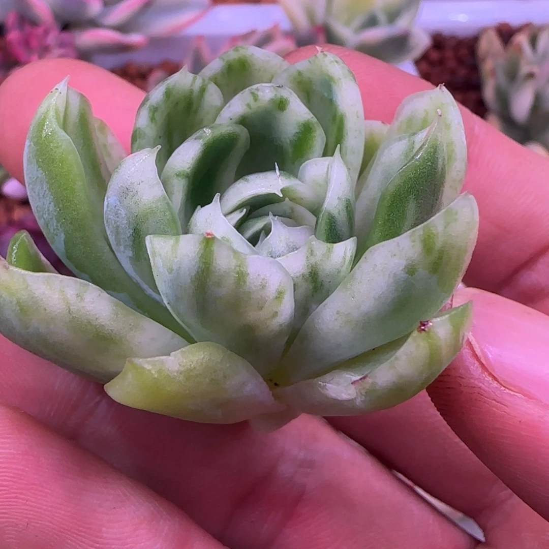 冰梅拉丝 哇啦塞 哇啦塞