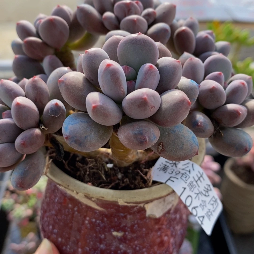 064xznl10cm多肉植物