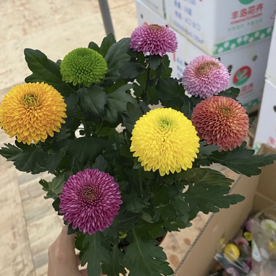 彩色乒乓菊一盆多色多季开花花卉