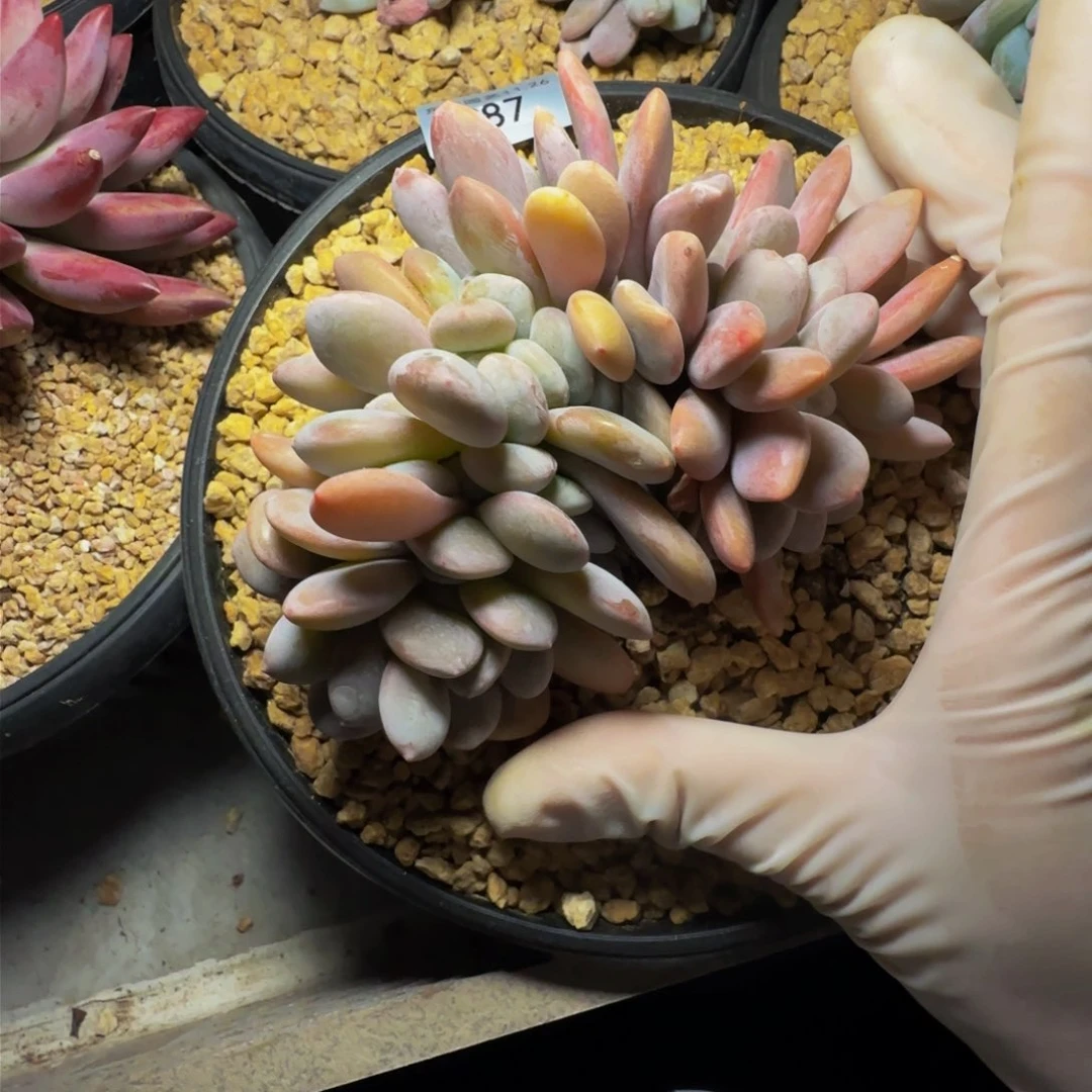 c c c c c c c c c 87