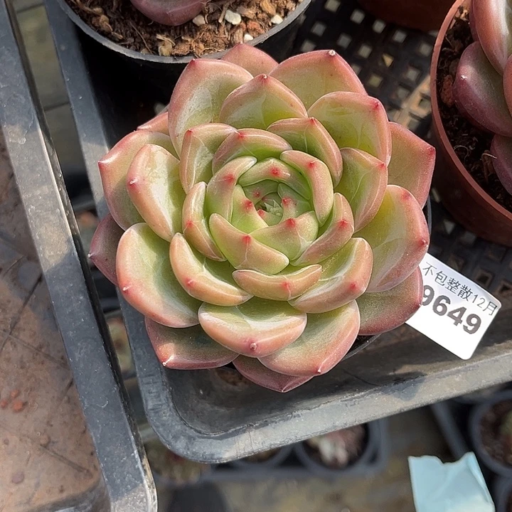 阿雅园艺。       9649Q橙
