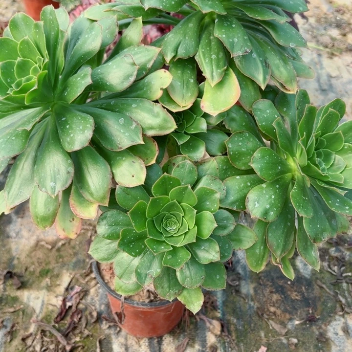 439军美丽多肉植物
