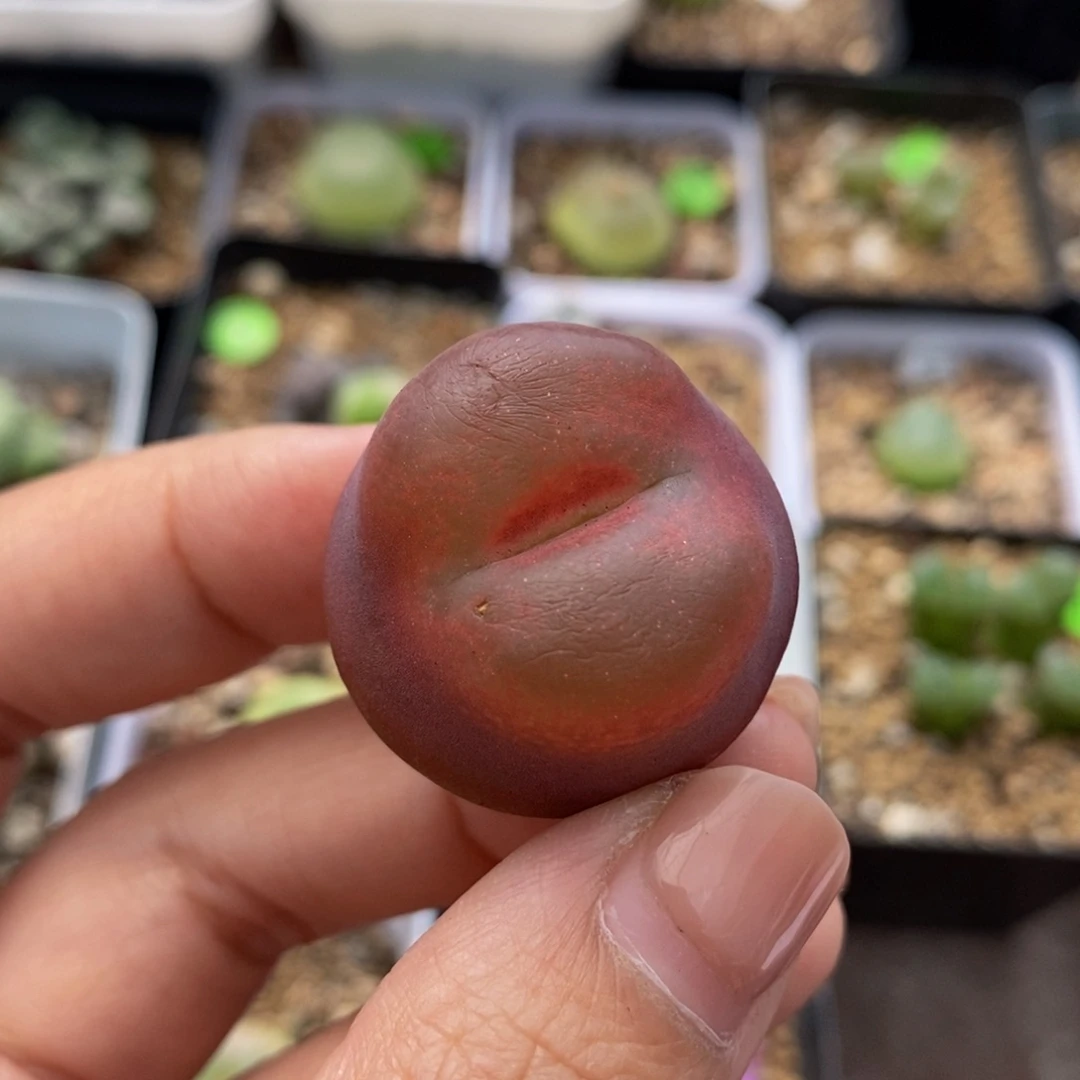 2.7（小瑕疵点）多肉植物318