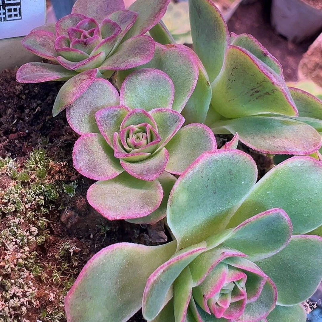 糖糖005 紫莜晶钻若初群生