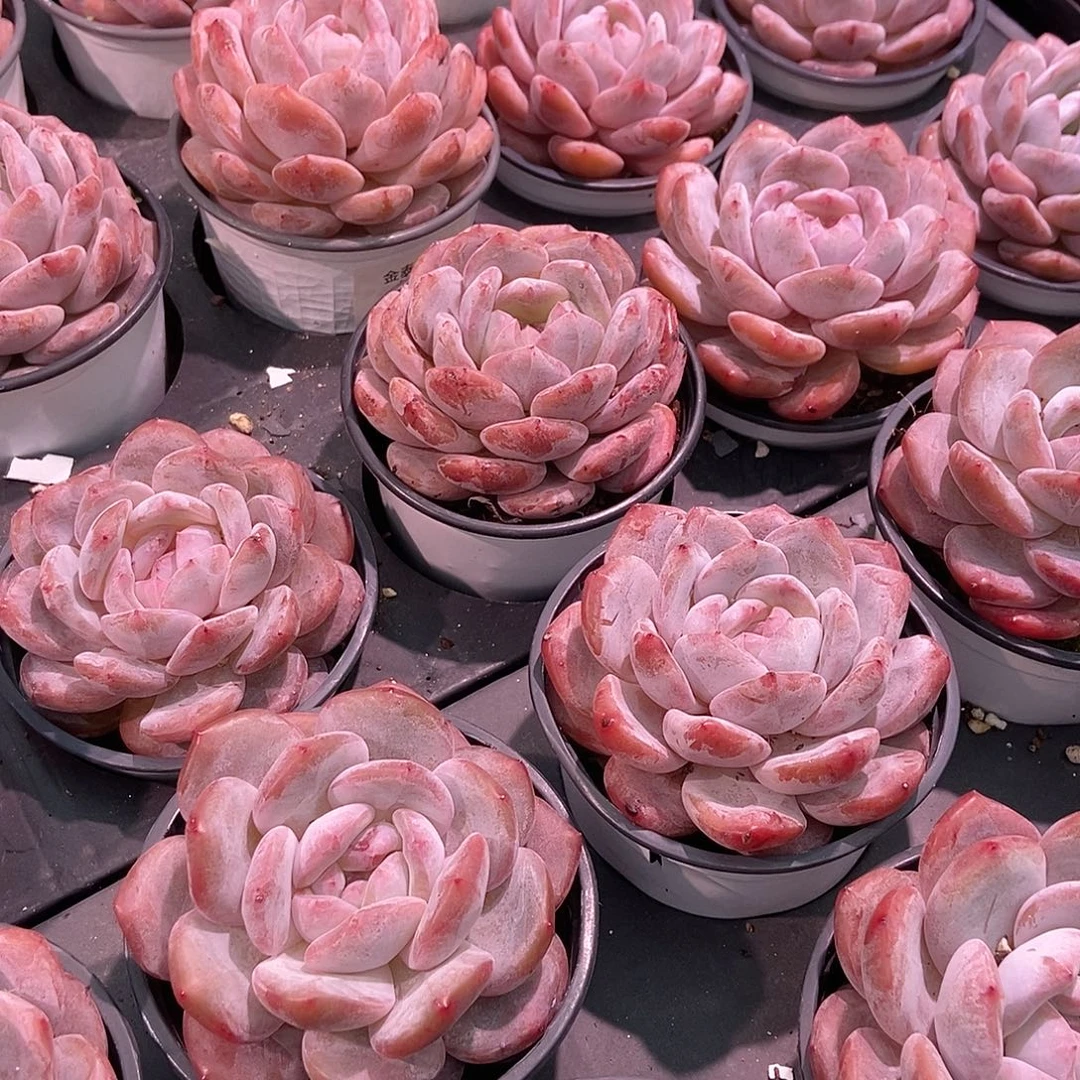 金泰家多肉，491橙梦露母本