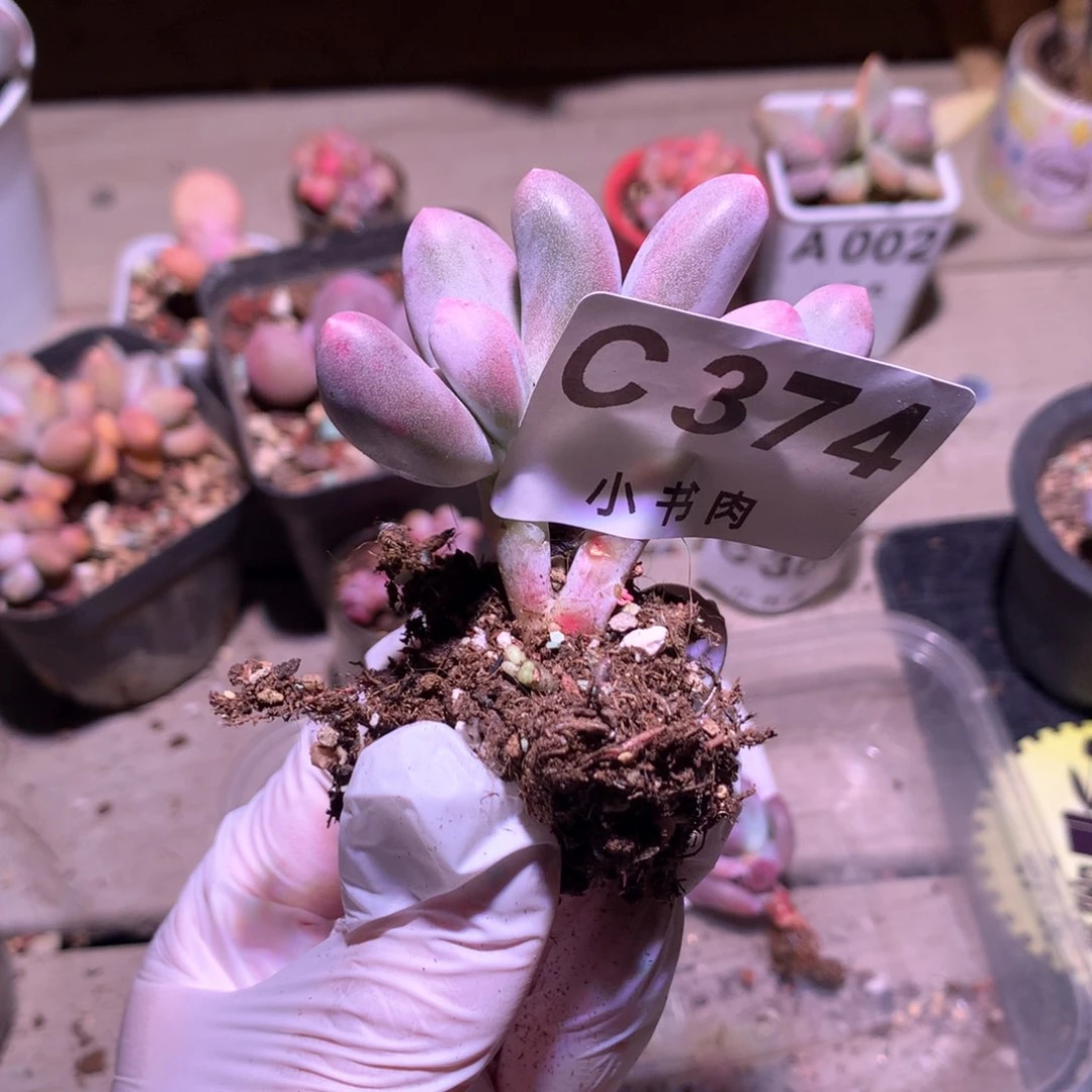 374 米可奶酪多肉米可