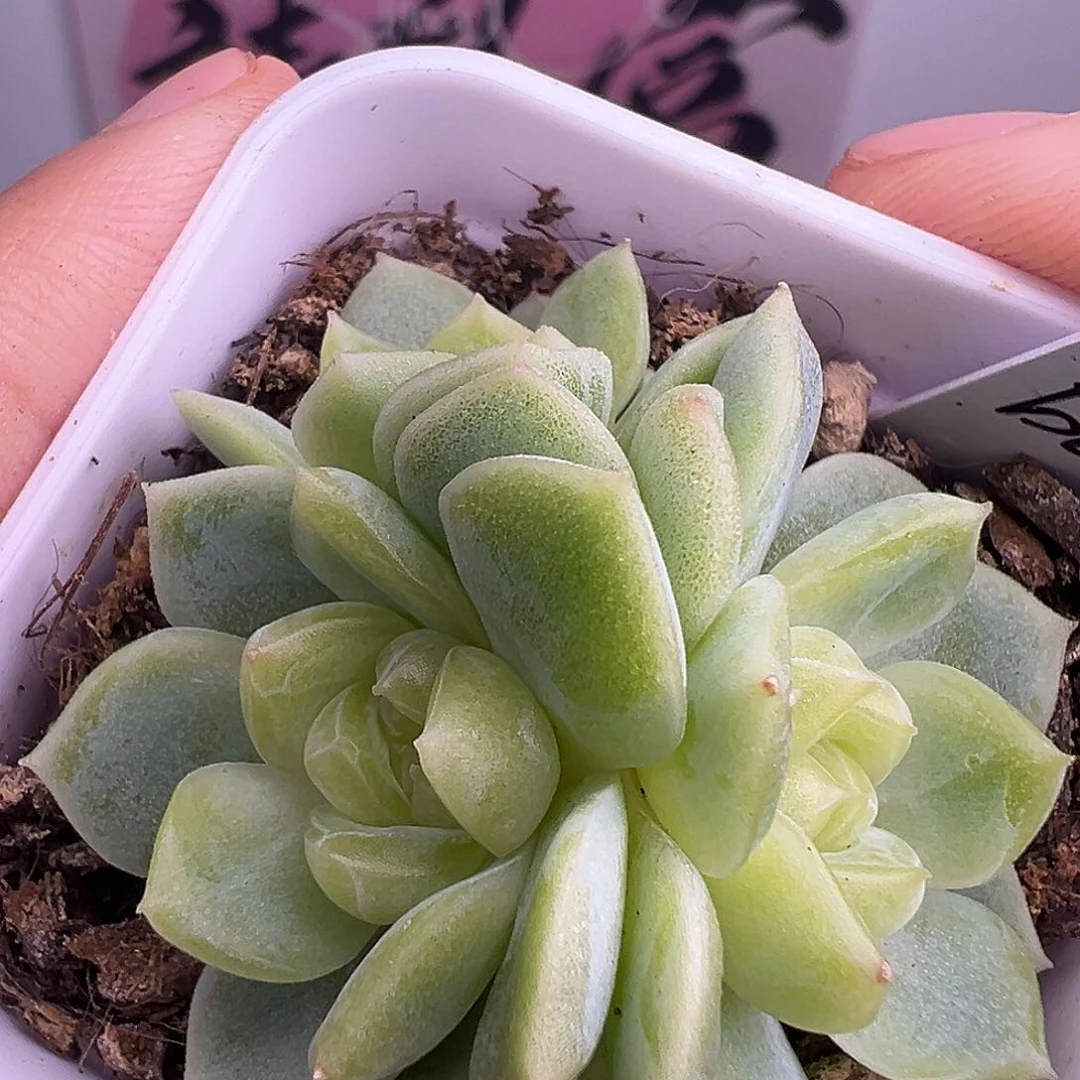 三头碧琉璃一物一拍