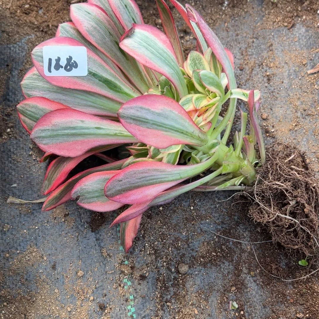 80魅金玫瑰锦多肉植物山东发量