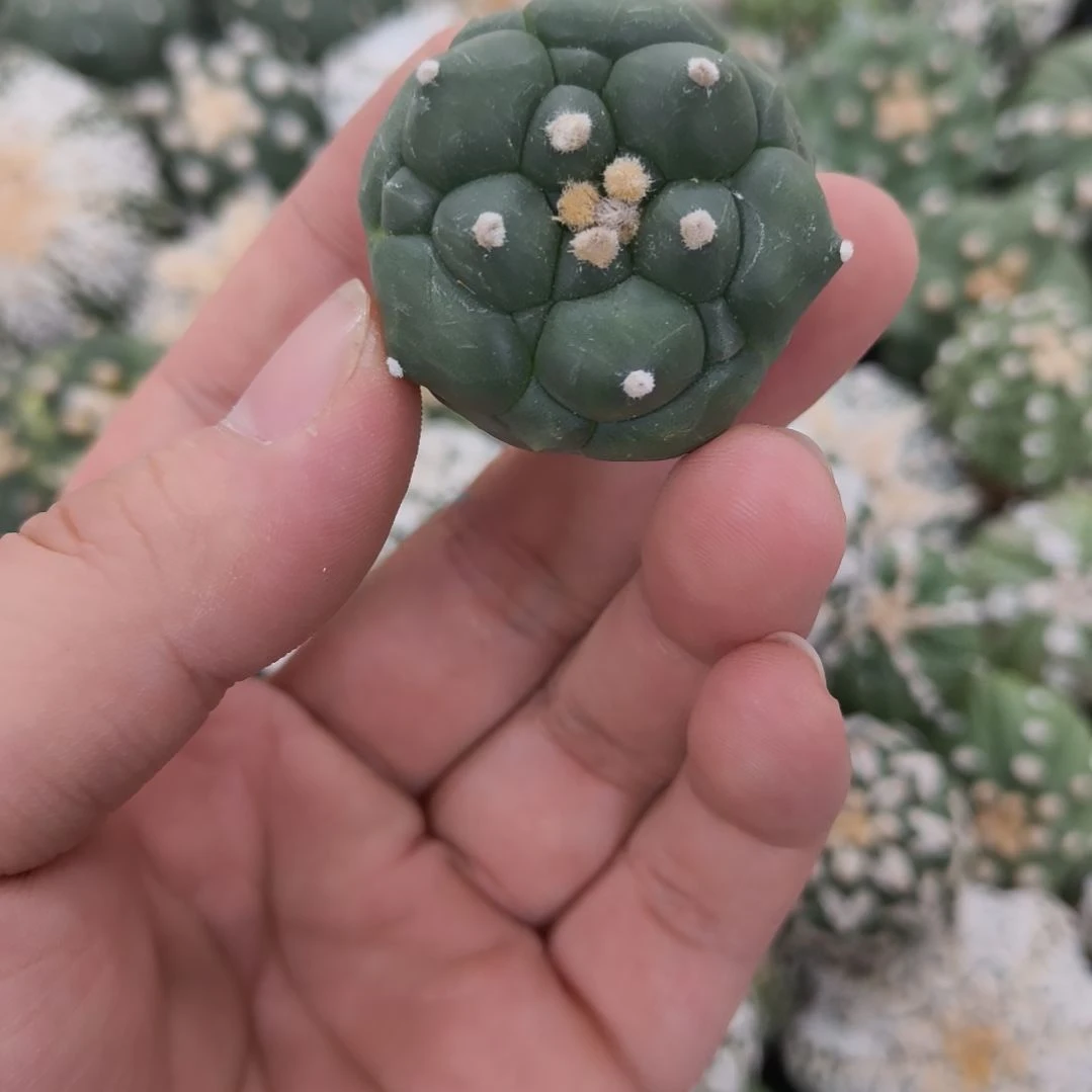 角you龟甲琉璃兜兜兜兜