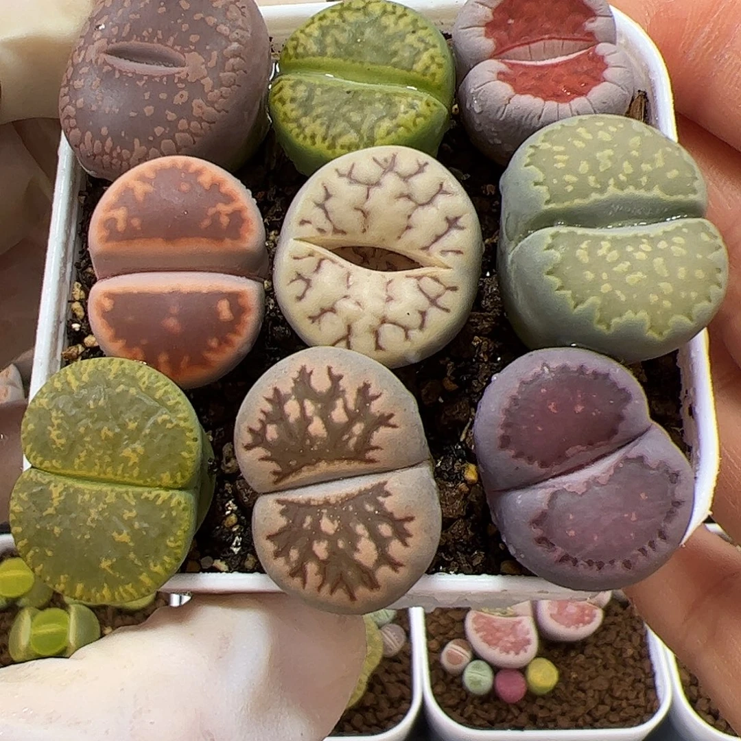 生石花多肉彩拼一盆