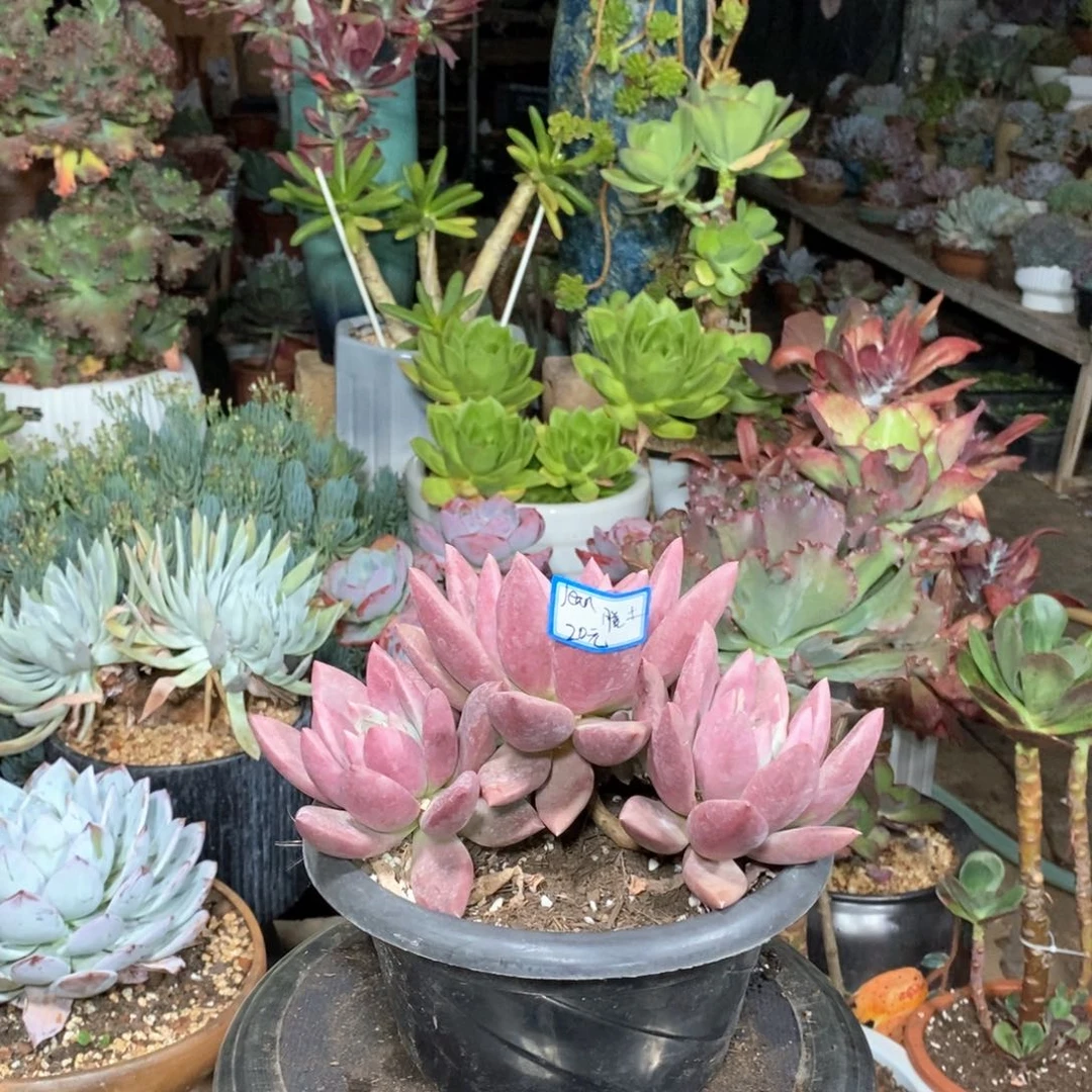 J***n一物一拍。桃花园