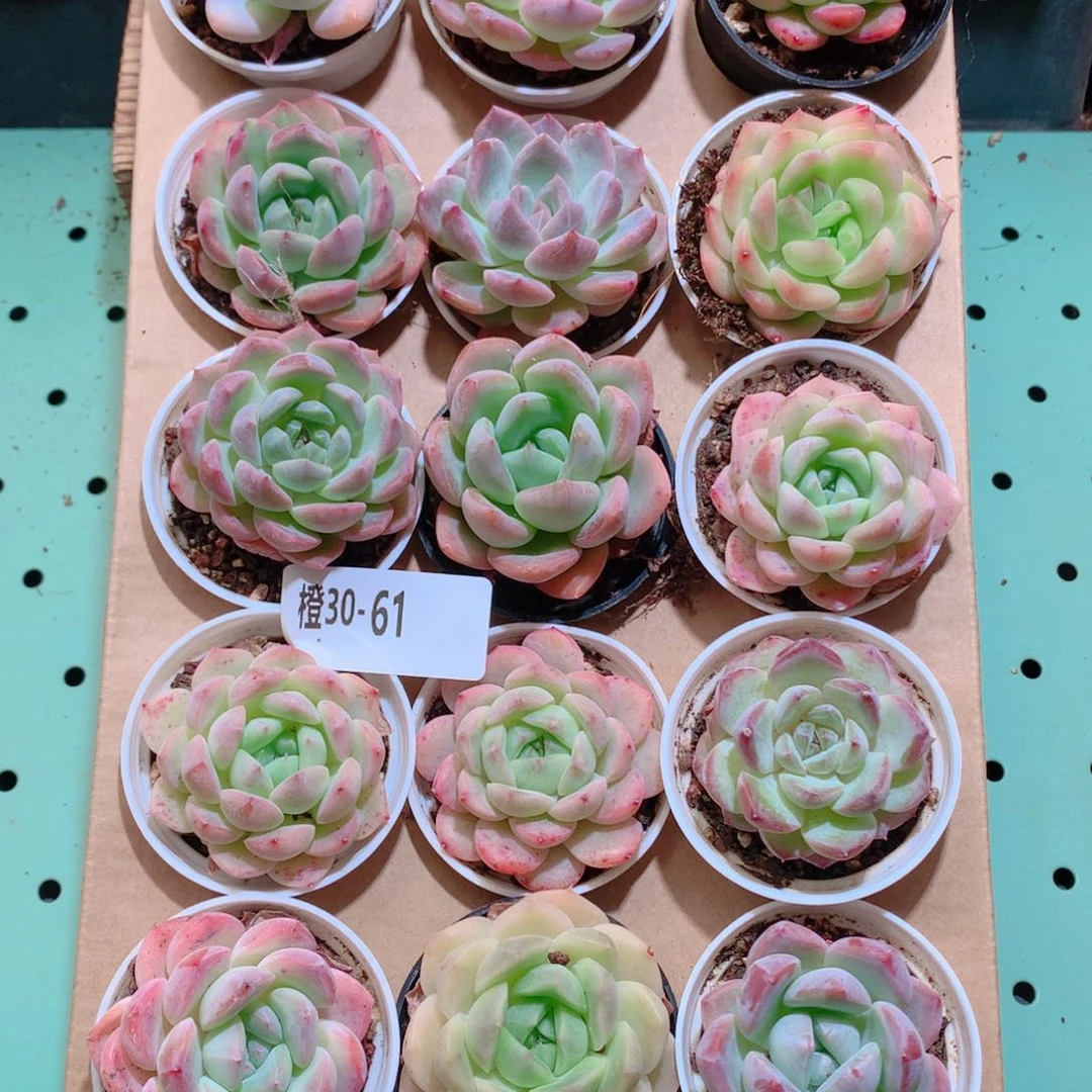 20-61一物一拍带盆18颗