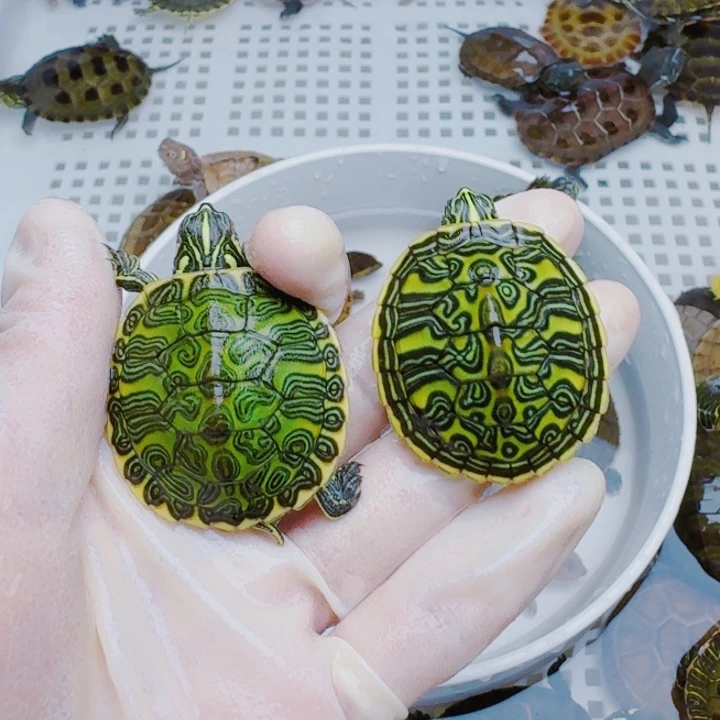 宁****母绿毛龟2222222222