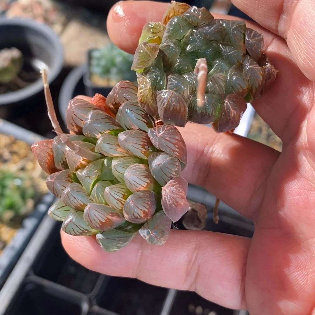 时****切10119 两颗福利。