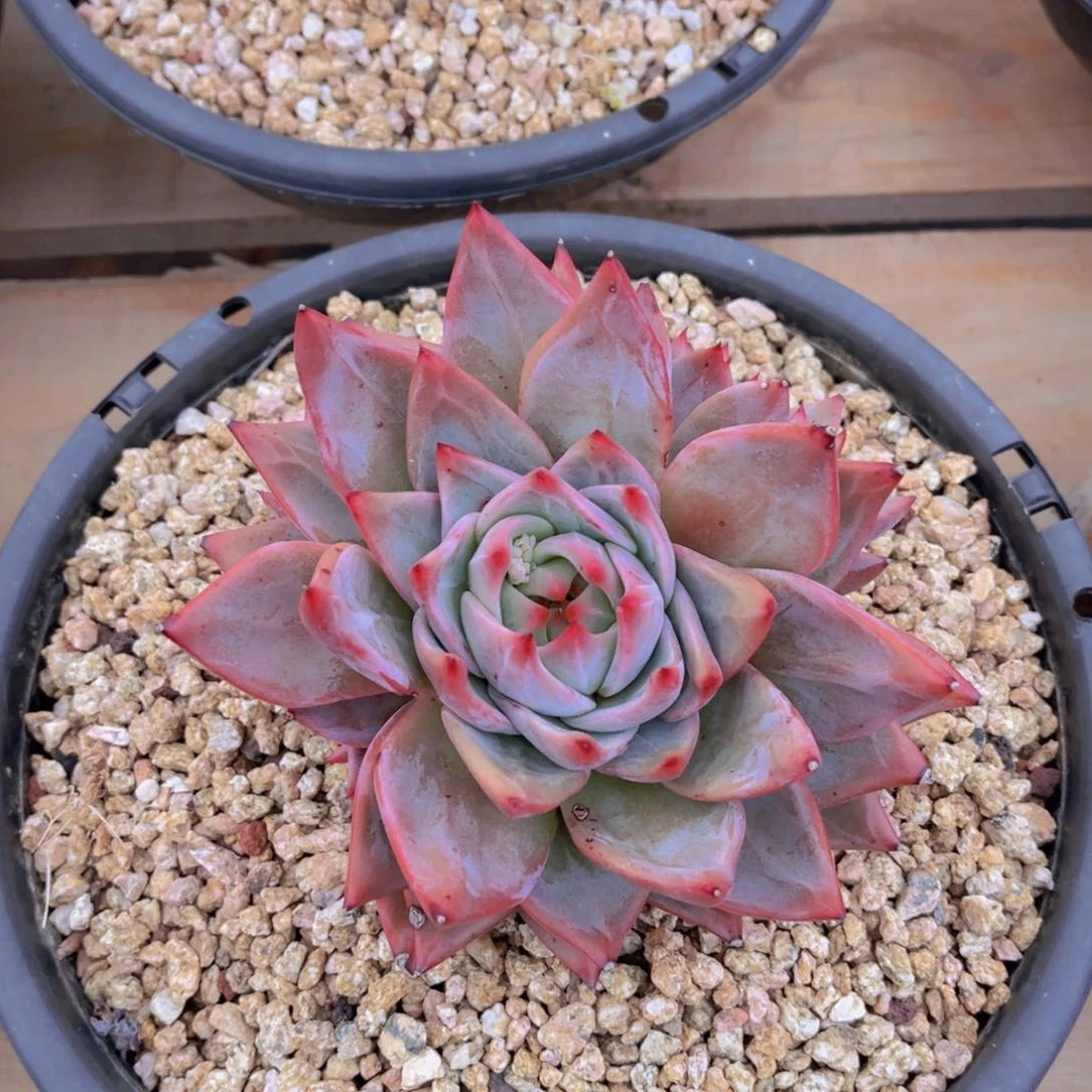 多肉植物的繁殖方式