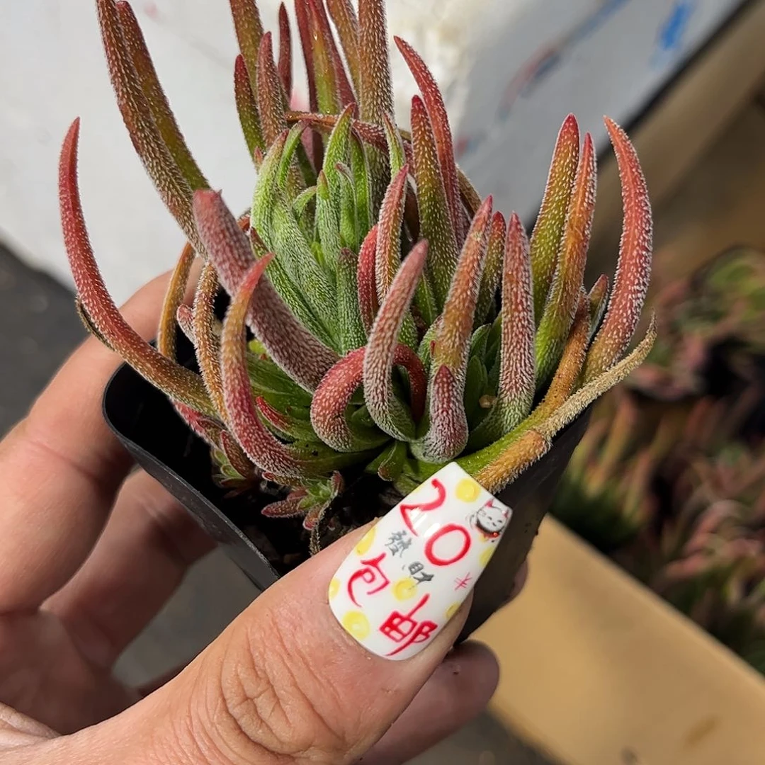 就这个死样子单头发货有根