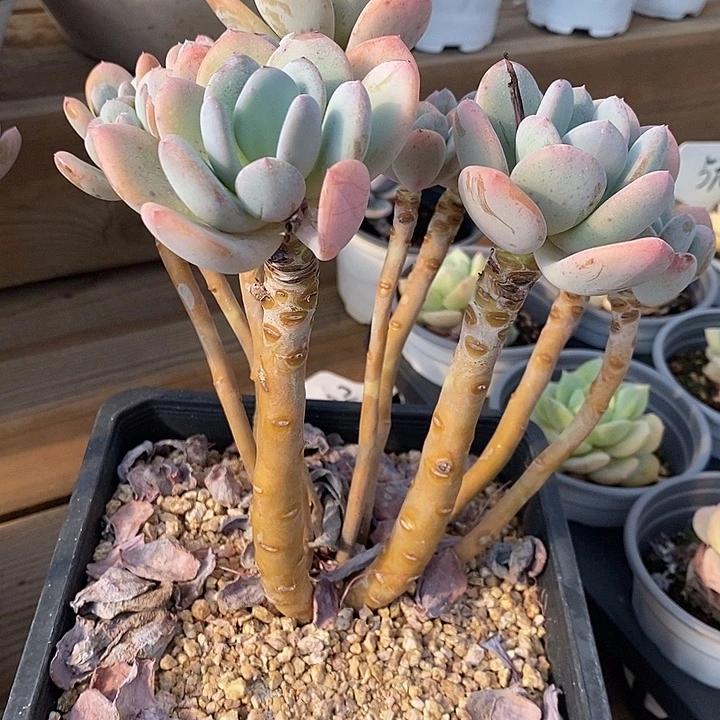 老桩灰姑娘福利价格
