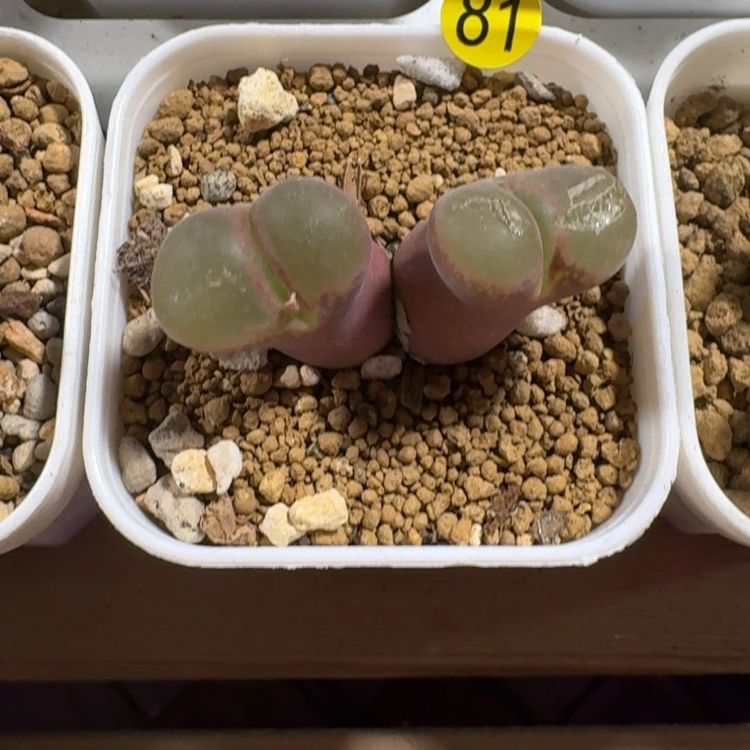 Ｒ*81........多肉........