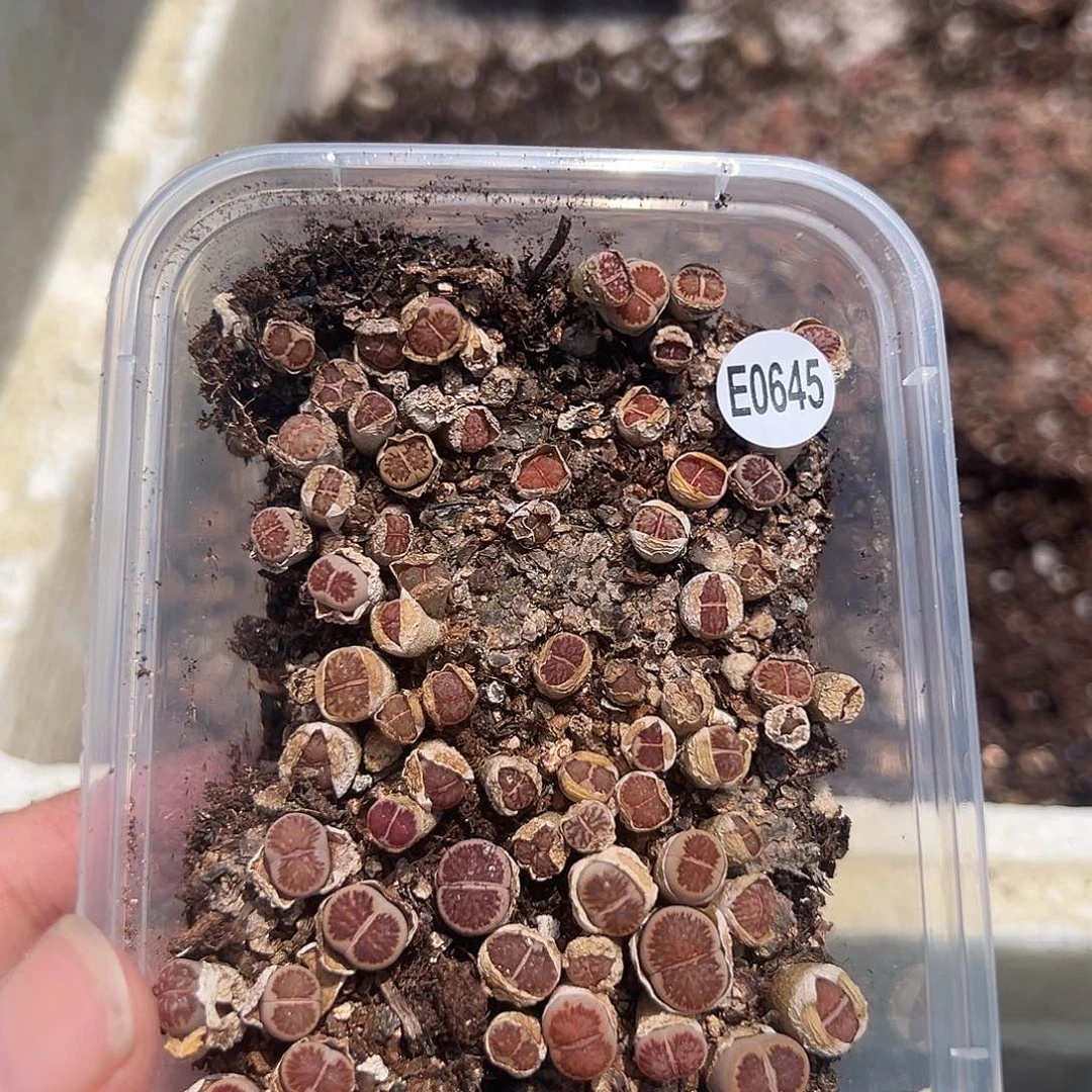 645小菊福利带个奔