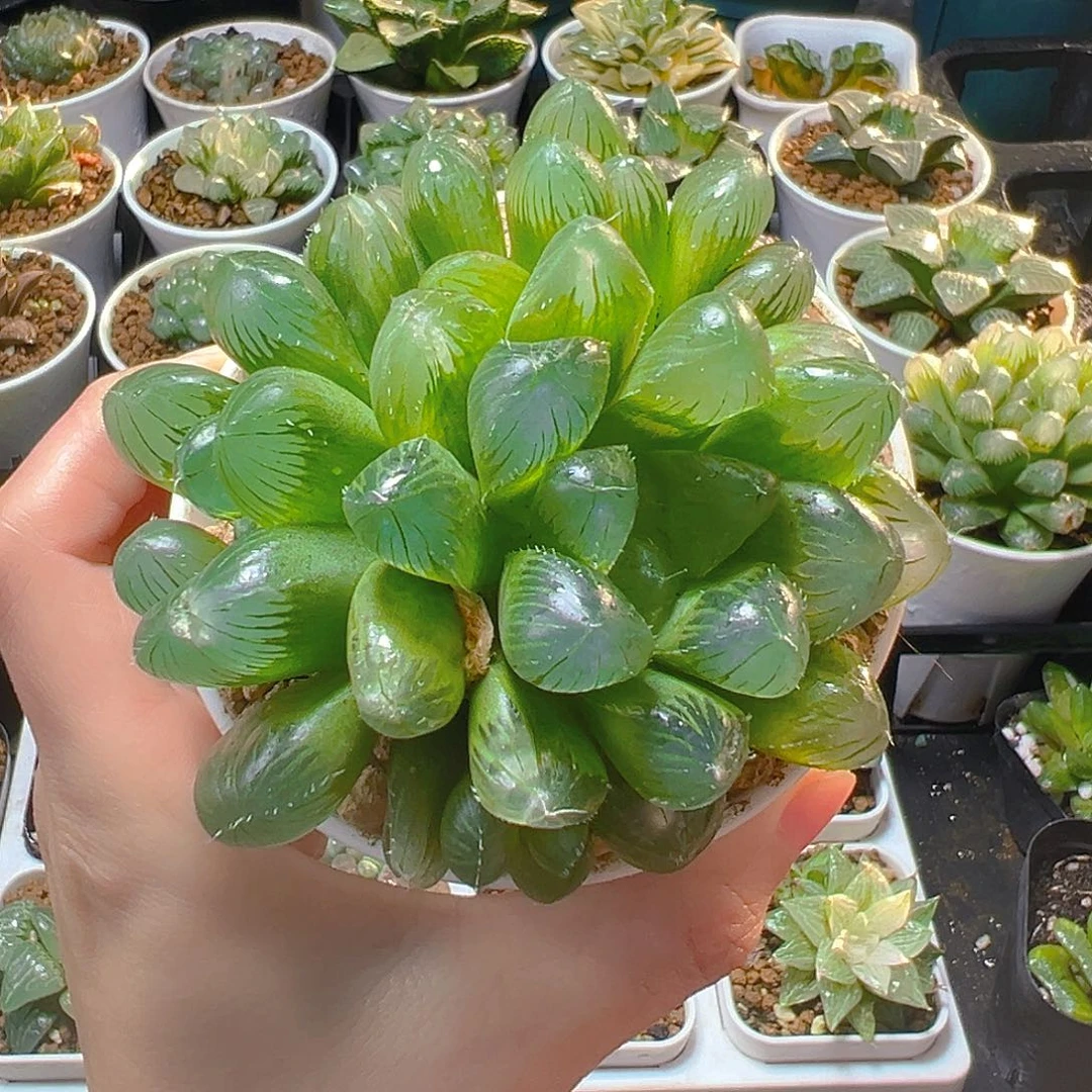 多头灯芯玉露多肉多肉1