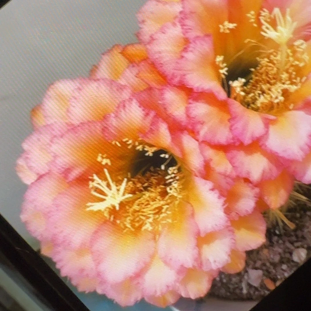 温醇侧芽5公分毛花柱仙人球