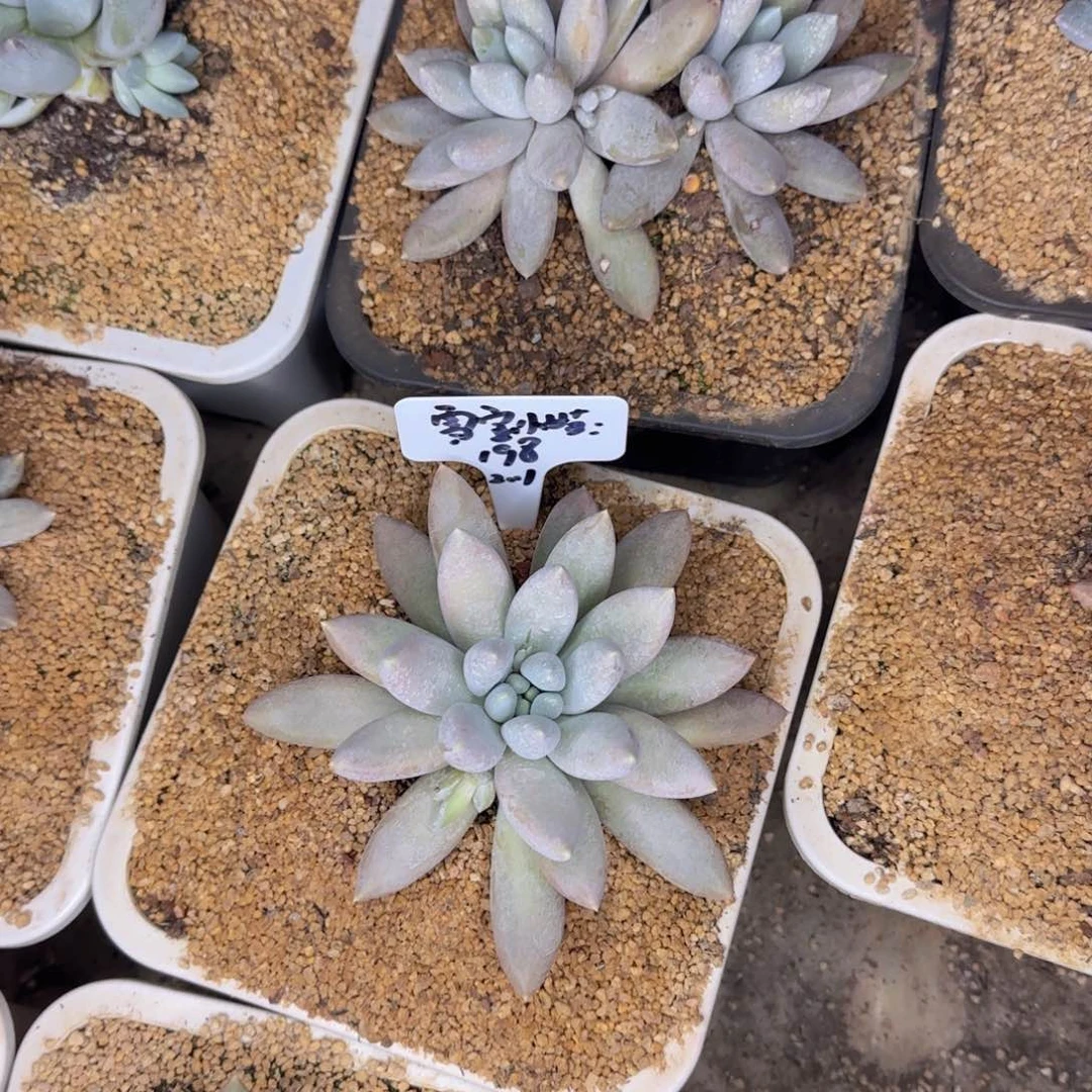 多肉植物雪宝小姑姑