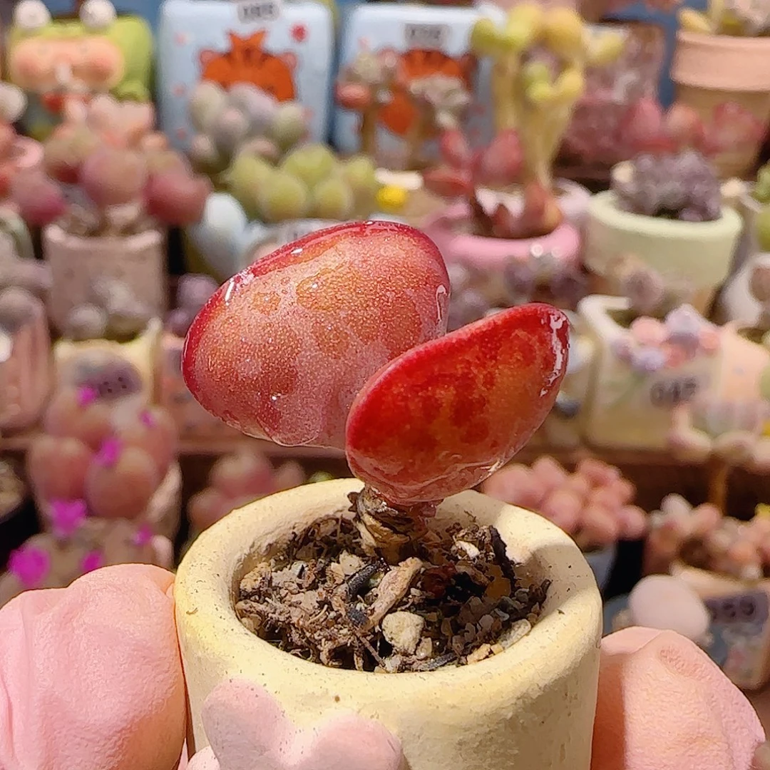 T爱心水泡盆口2cm