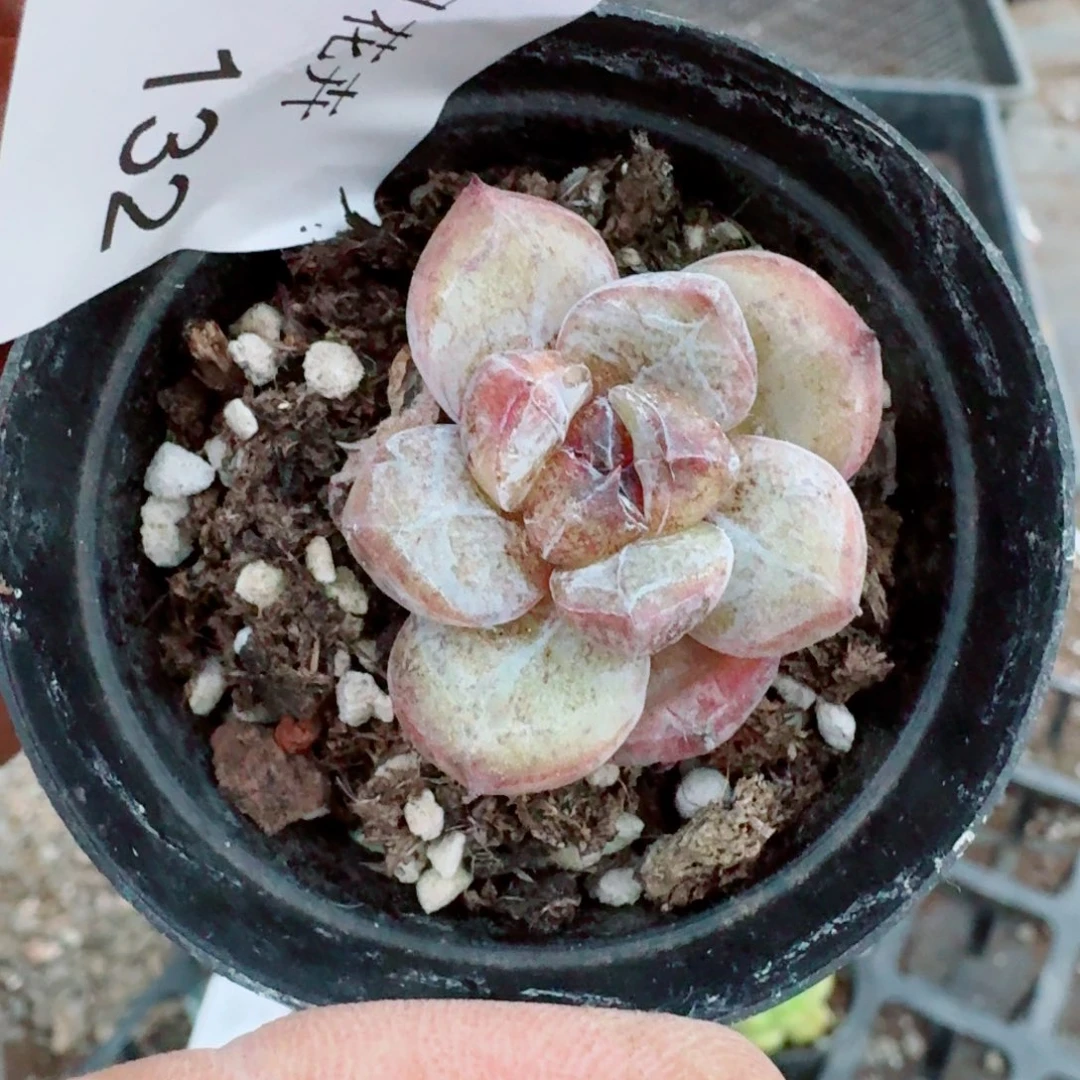 多肉杂交一物一拍26-132