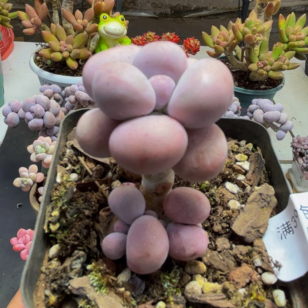 449/5cm芭比奶酪多肉