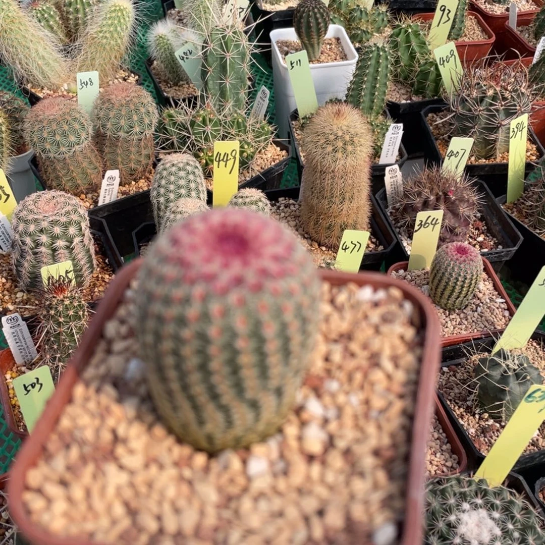 鹿角柱实生仙人球红太阳X白太阳