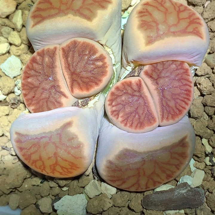 精品多肉植物岛田红窗丝绒