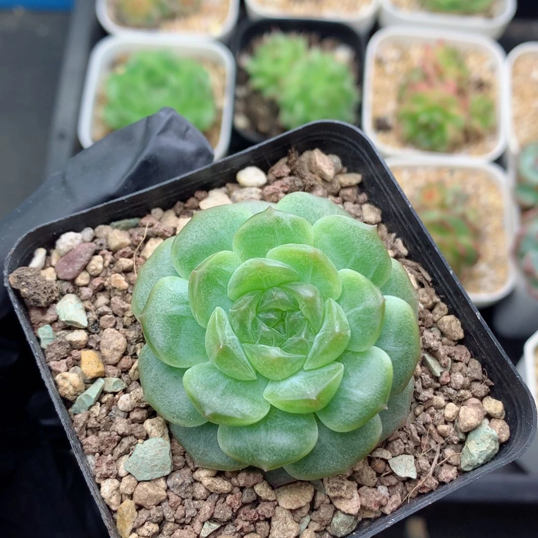 58包邮  群生不包整无尽灯116