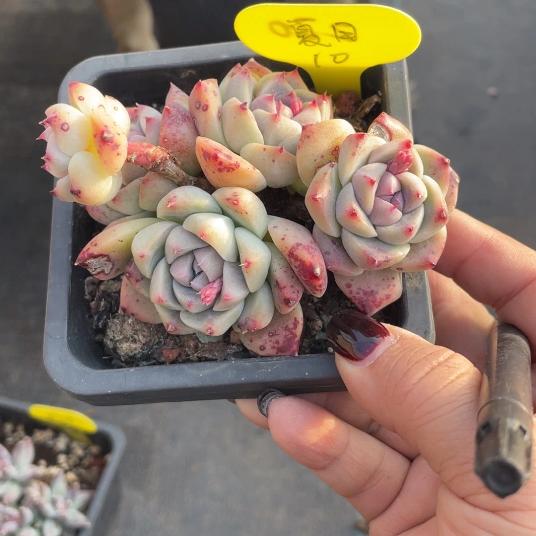 夏**风如梦令群生一个10