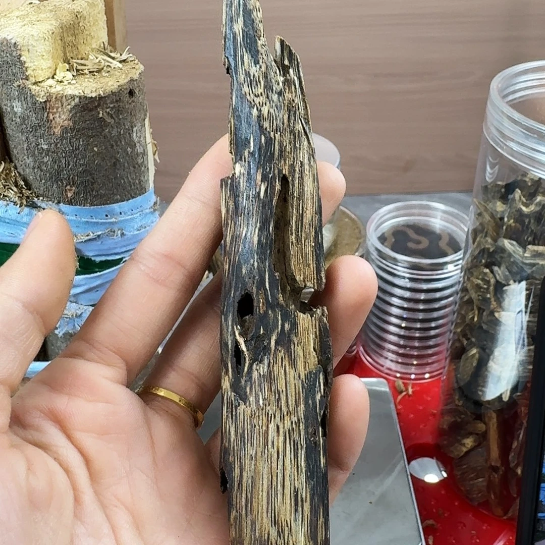 香料绿奇楠陆河天然虫漏17克