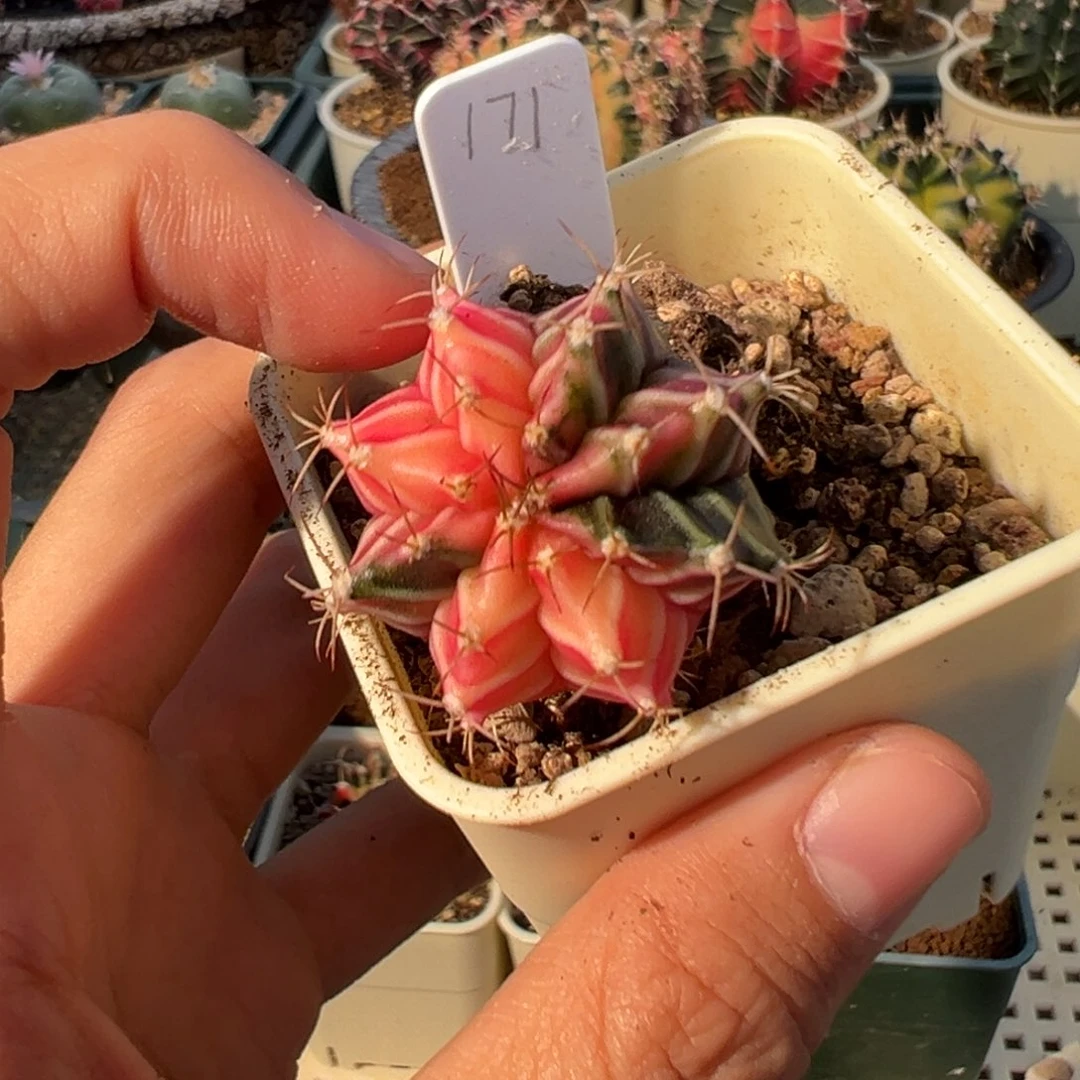 99 好看的米哈冲冲冲