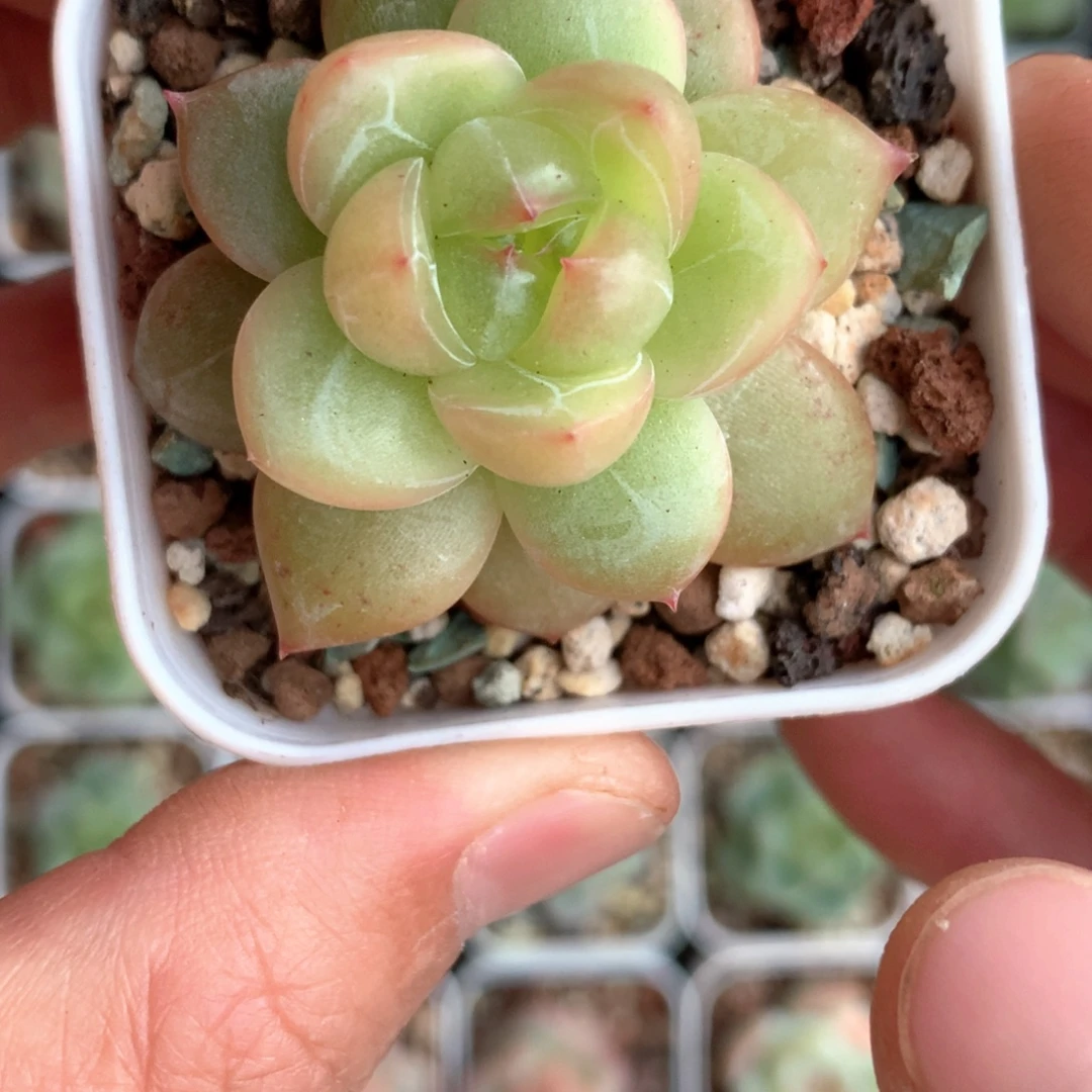 东云体油亮珍妮。       22号